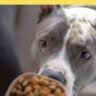 Choosing the Best Dog Food for Pitbulls: A Comprehensive Guide