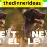 Next Level Dog Food Elevating Your Canine’s Nutrition