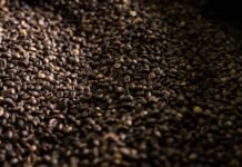 Navy Beans vs White Beans: A Nutritional Comparison Photo Bean comparison